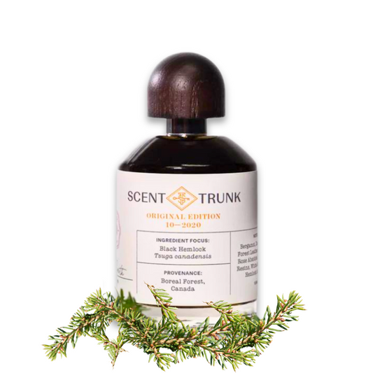 Black Hemlock
