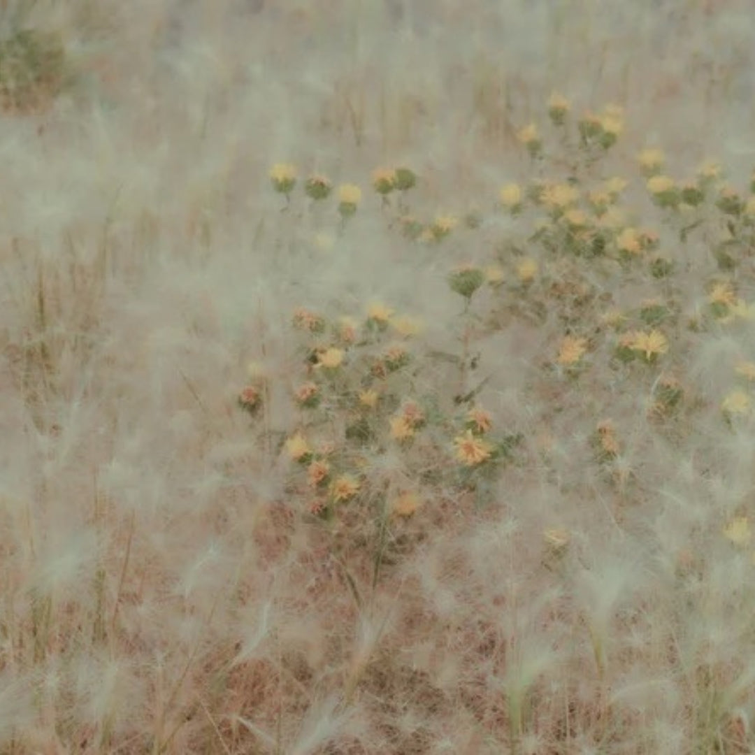 Grasslands
